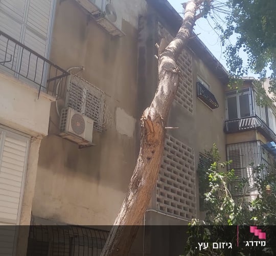 עץ גזום ליד בניין עם ענפים חתוכים